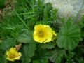 Geum montanum